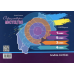 Книга НУШ 1 клас Образотворче мистецтво. Альбом-посібник. ЛЬВІВЩИНА / Євгенія Кошичка
